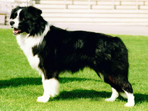 Border Collie dog pictures