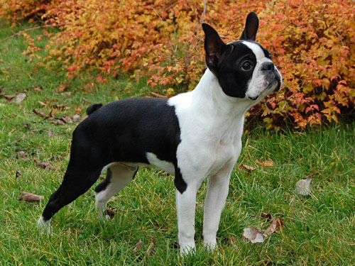 Boston Terrier dog pictures