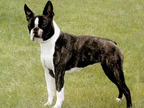 Boston Terrier dog pictures