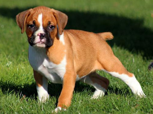 Boxer dog pictures