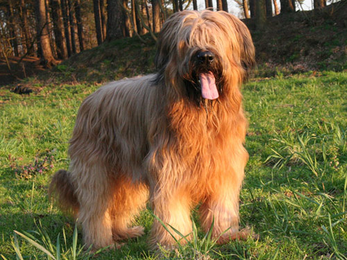 Briard dog pictures