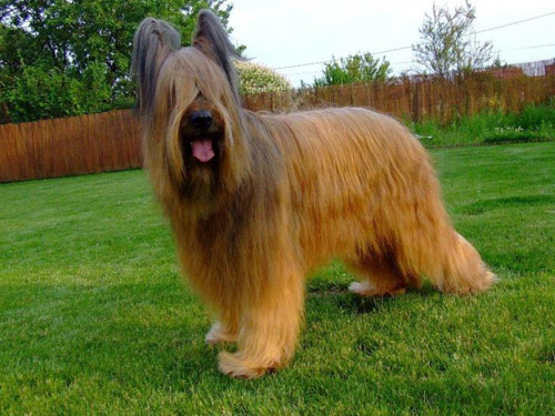 Briard dog pictures