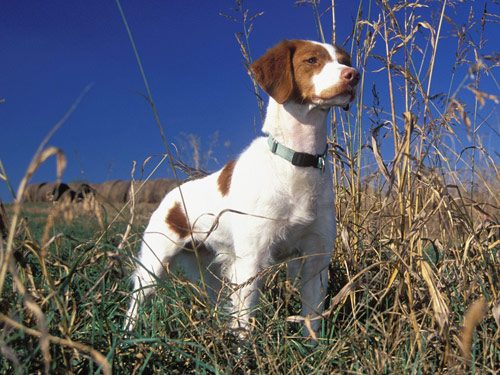Brittany dog pictures
