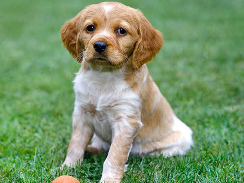 Brittany dog pictures