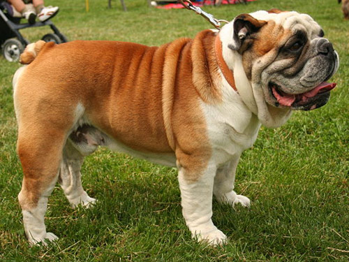 Bulldog dog