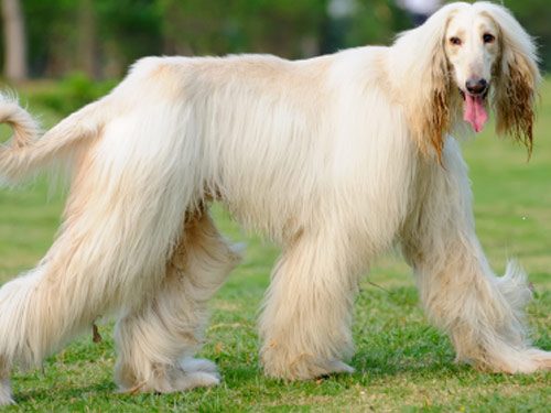 Afghan Hound dog pictures