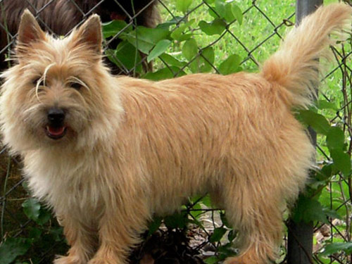 Cairn Terrier dog pictures