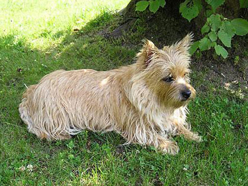 Cairn Terrier dog pictures