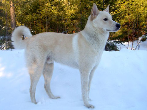 Canaan  dog pictures