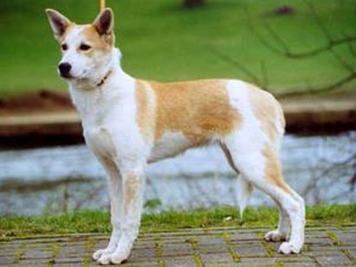 Canaan  dog pictures
