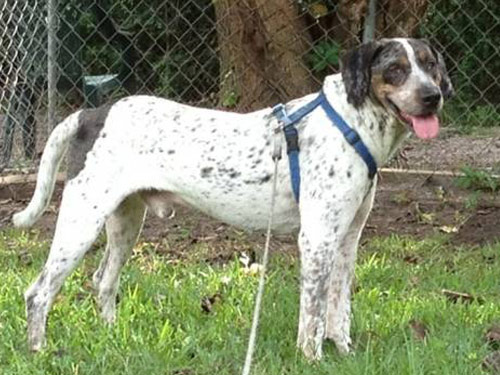 Catahoula Leopard Hound dog pictures