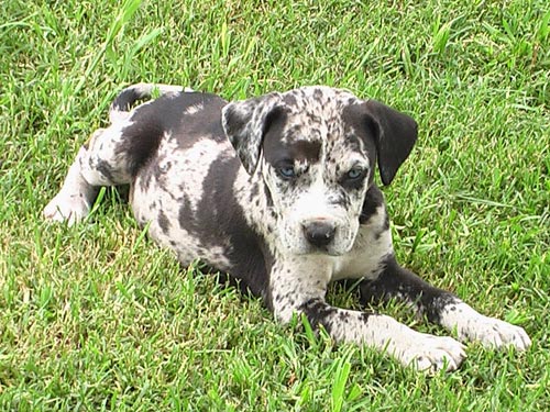 Catahoula Leopard Hound dog pictures
