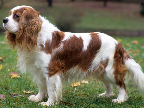 Cavalier King Charles Spaniel anjing ras