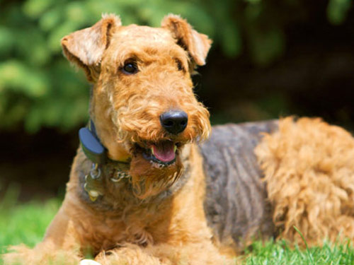 Airedale Terrier dog pictures
