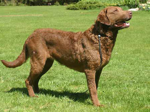 Chesapeake Bay Retriever dog