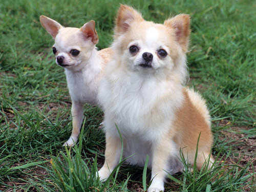 Chihuahua  dog