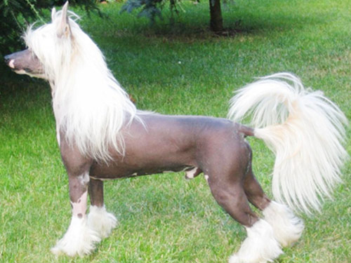 Chinese Crested  dog pictures
