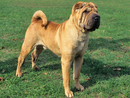 Chinese Shar Pei dog pictures