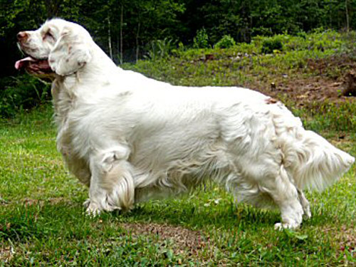 Clumber Spaniel dog pictures