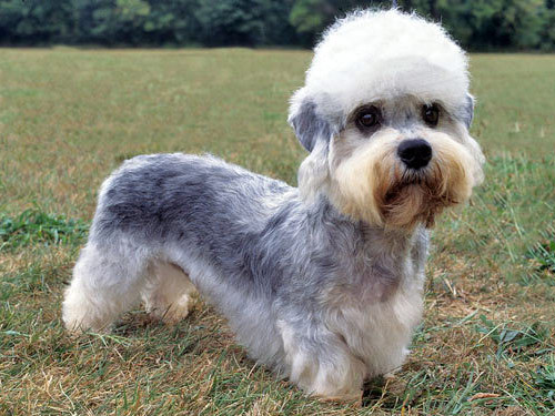 Dandie Dinmont Terrier dog