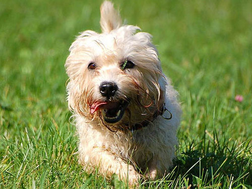 Dandie Dinmont Terrier dog pictures