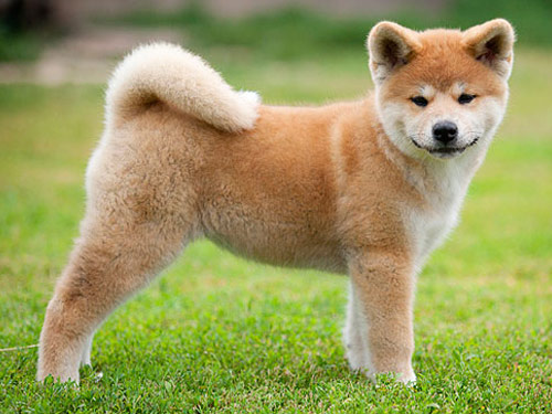 Akita dog pictures