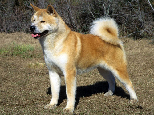 Akita dog pictures