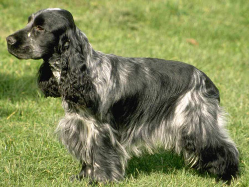 English Cocker Spaniel  dog pictures