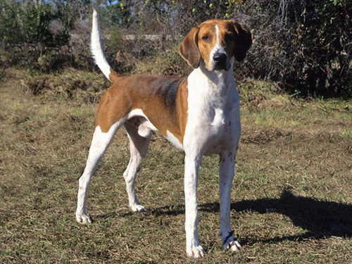 English Foxhound dog pictures