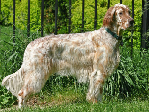 English Setter dog pictures