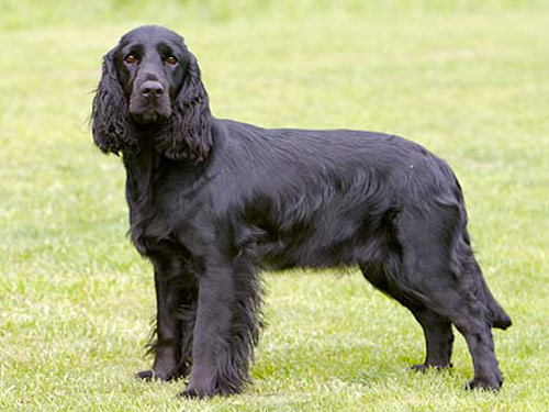 Field Spaniel  dog pictures