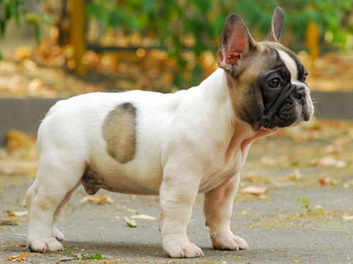French Bulldog dog pictures