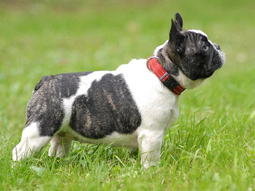 French Bulldog dog pictures