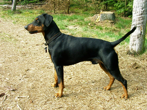 German Pinscher dog