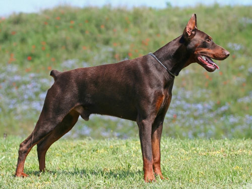 German Pinscher dog
