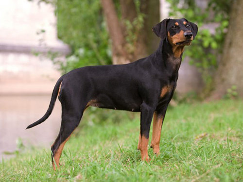 German Pinscher dog pictures