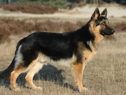 German Shepherd  dog