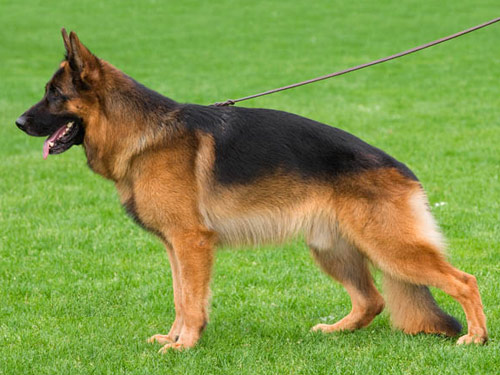 German Shepherd  dog pictures