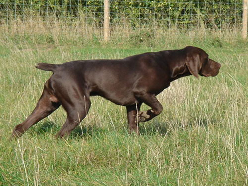 German Shorthaired Pointer dog