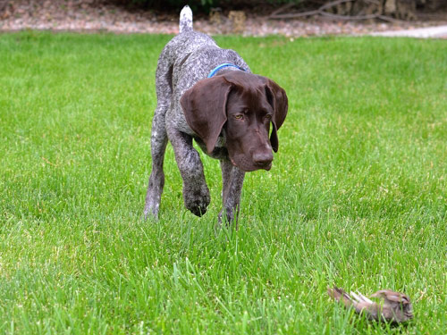 German Shorthaired Pointer dog pictures