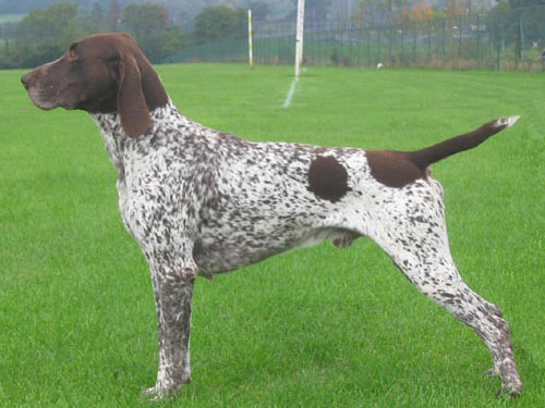 German Shorthaired Pointer dog pictures