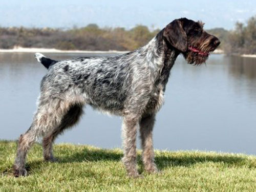 German Wirehaired Pointer dog pictures
