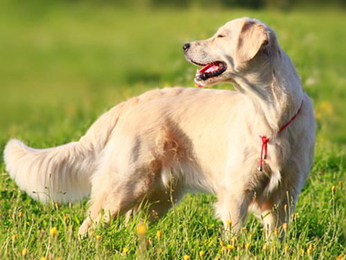 Golden Retriever dog pictures