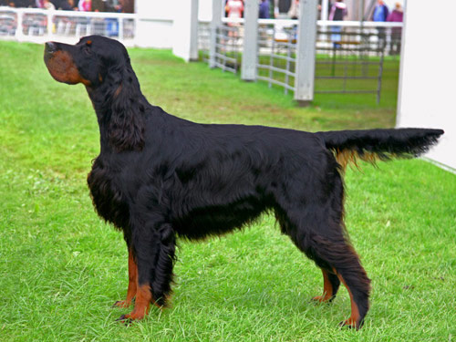 Gordon Setter dog