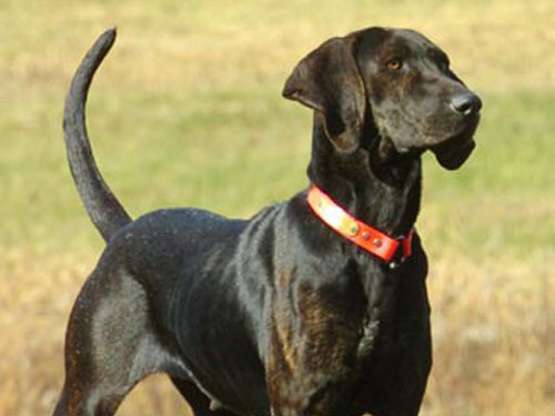 American English Coonhound dog pictures