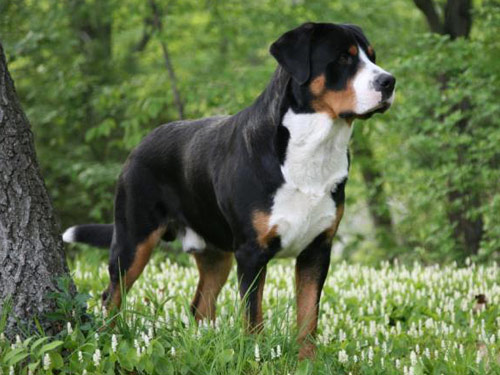Greater Swiss Mountain  dog