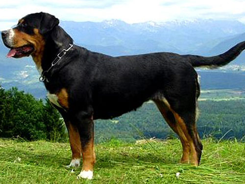 Greater Swiss Mountain  dog pictures