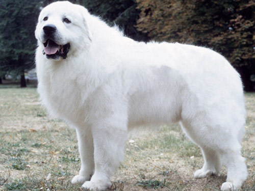 Great Pyrenees dog