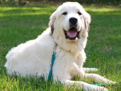 Great Pyrenees dog pictures