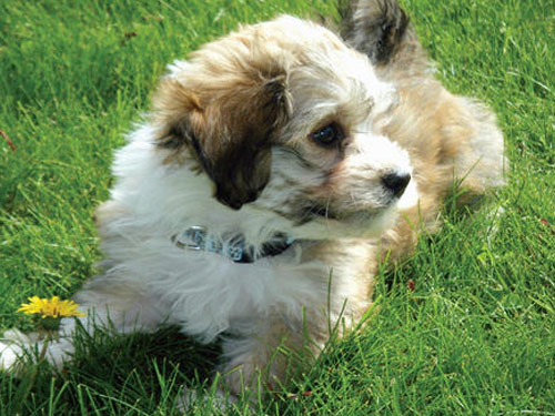 Havanese dog pictures
